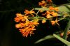 image of Asclepias tuberosa