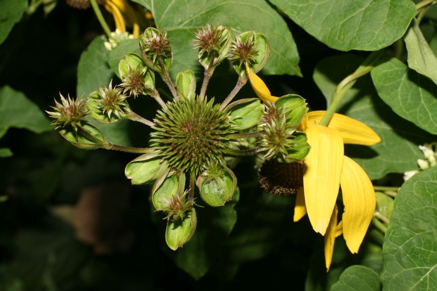 Asteraceae Ratibida pinnata