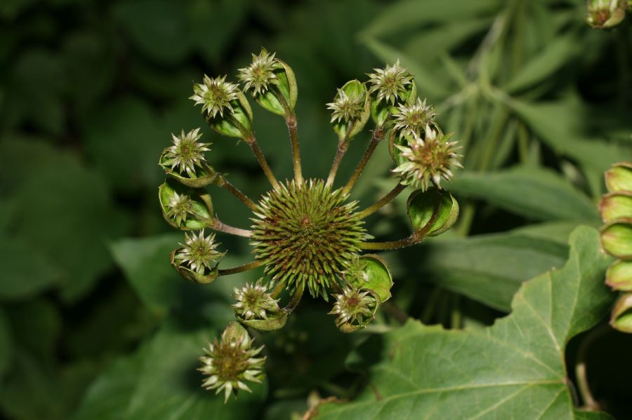 Asteraceae Ratibida pinnata