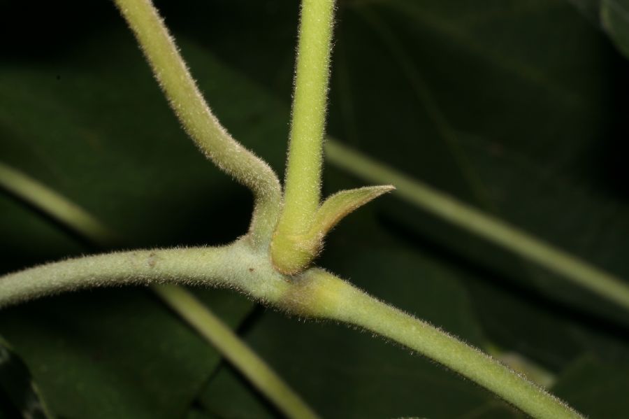 Aristolochiaceae Aristolochia durior