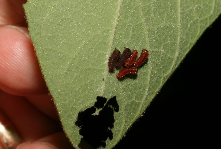 Aristolochiaceae Aristolochia durior