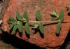 image of Euphorbia 