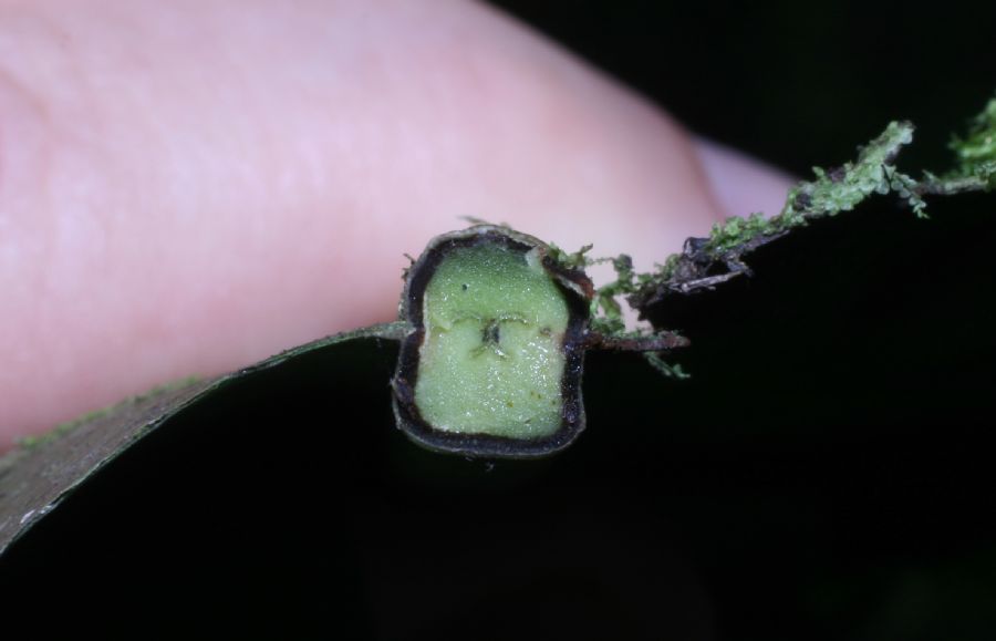 Aspleniaceae Asplenium australasicum