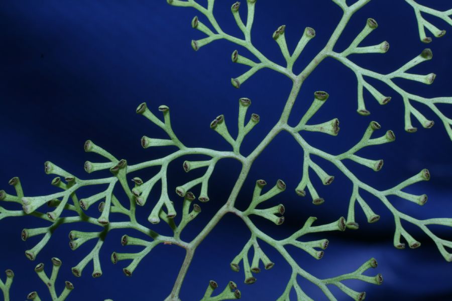 Lindsaeaceae Odontosoria gymnogrammoides