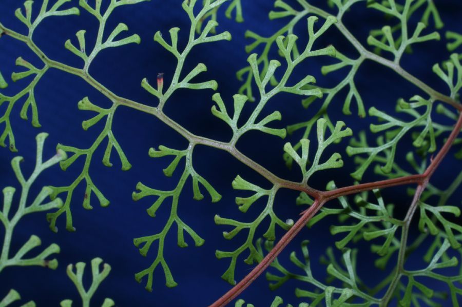 Lindsaeaceae Odontosoria gymnogrammoides