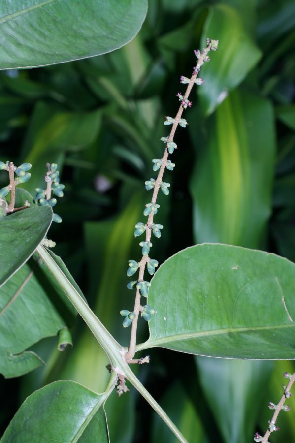 Loranthaceae Passovia pyrifolia