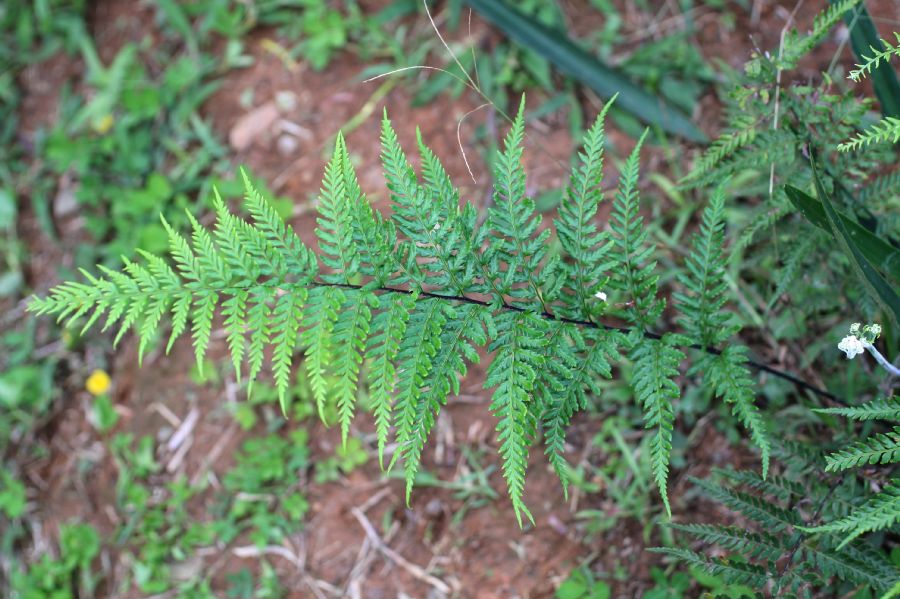 Pteridaceae Pityrogramma calomelanos
