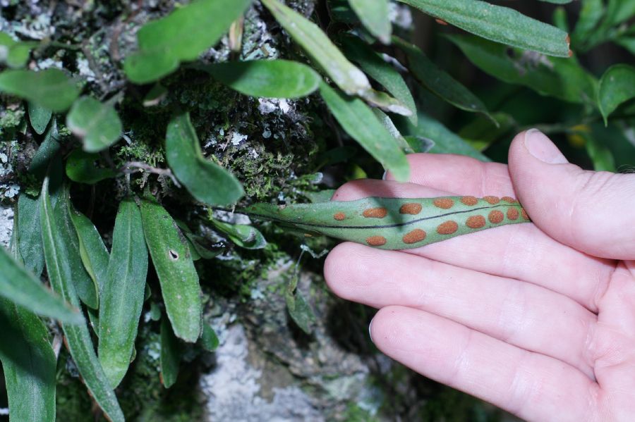 Polypodiaceae Pleopeltis astrolepis