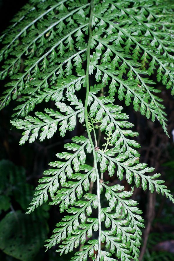 Aspleniaceae Asplenium achilleifolium