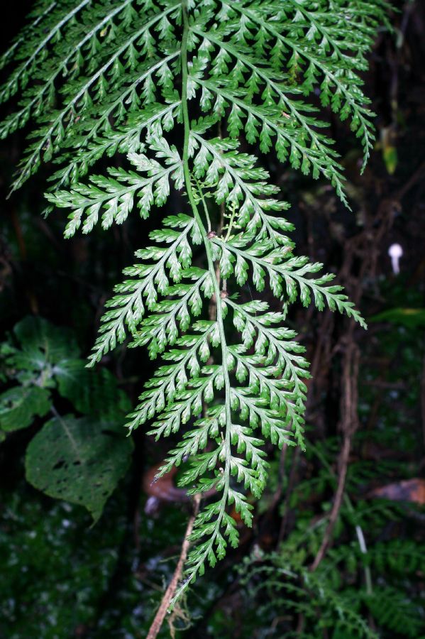 Aspleniaceae Asplenium achilleifolium