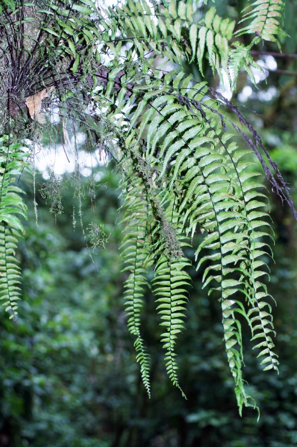 Aspleniaceae Asplenium harpeodes