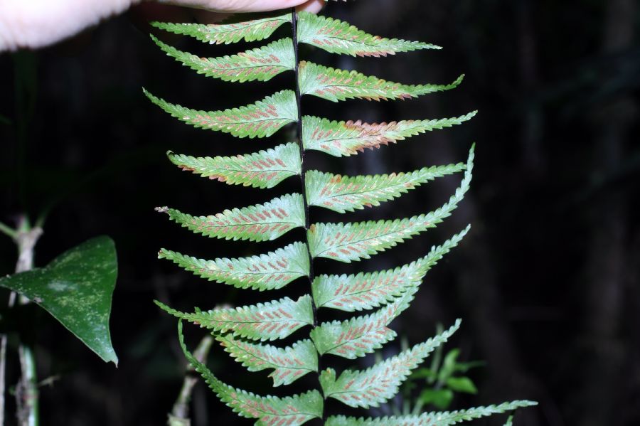 Aspleniaceae Asplenium harpeodes