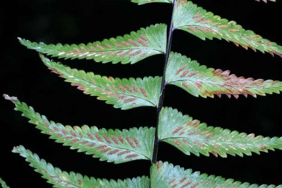 Aspleniaceae Asplenium harpeodes