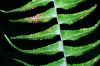 image of Asplenium harpeodes