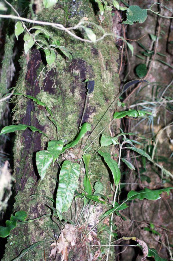 Dryopteridaceae Elaphoglossum erinaceum