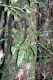 image of Elaphoglossum erinaceum