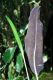 image of Elaphoglossum erinaceum