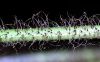 image of Elaphoglossum erinaceum