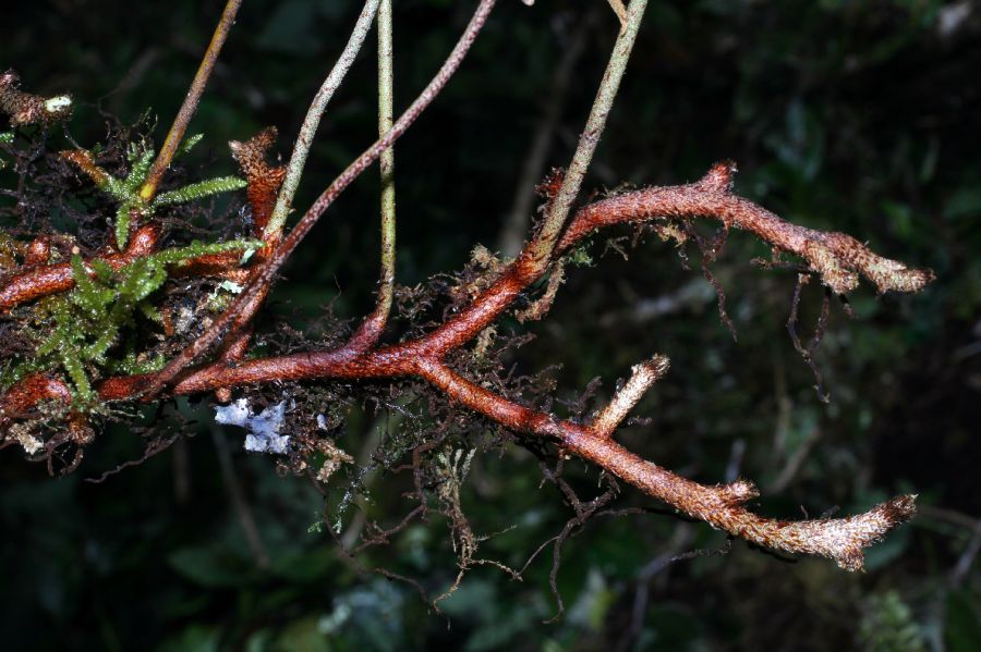 Polypodiaceae Pleopeltis myriolepis