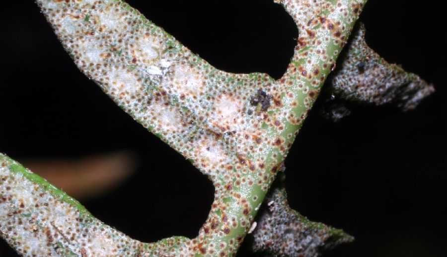 Polypodiaceae Pleopeltis myriolepis