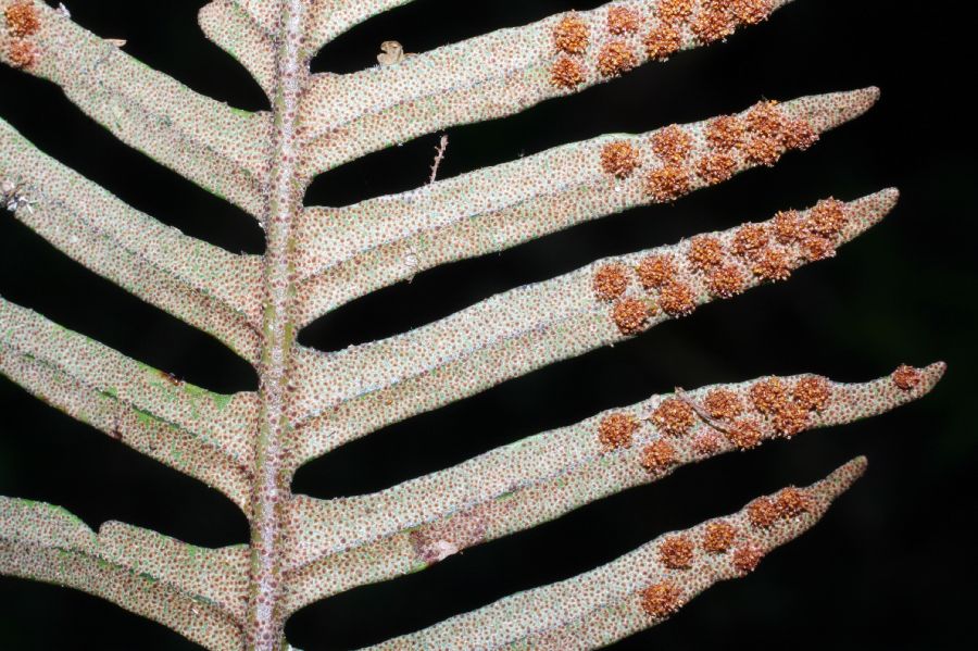 Polypodiaceae Pleopeltis myriolepis