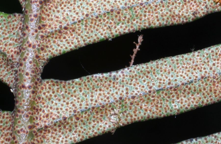 Polypodiaceae Pleopeltis myriolepis