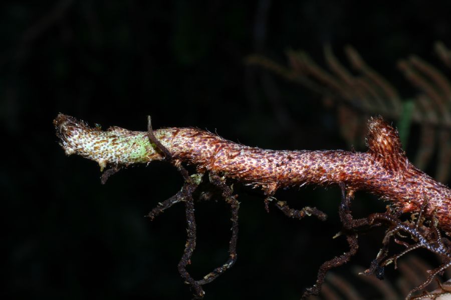 Polypodiaceae Pleopeltis myriolepis