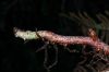 image of Pleopeltis myriolepis
