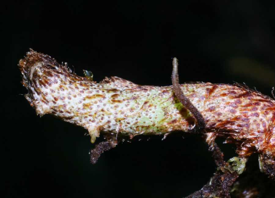 Polypodiaceae Pleopeltis myriolepis