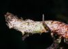 image of Pleopeltis myriolepis