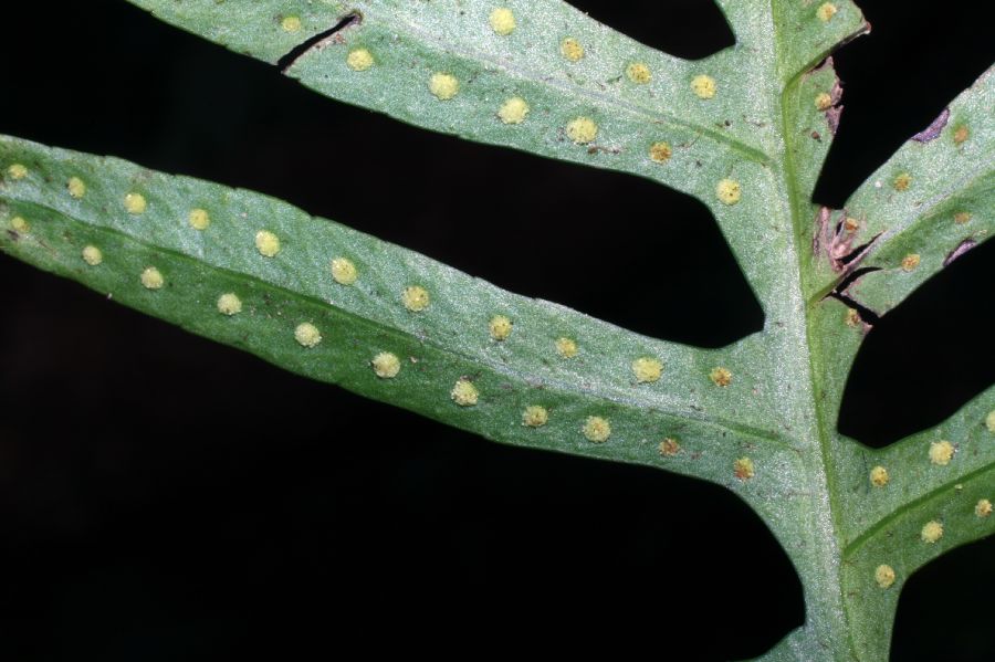 Polypodiaceae Pleopeltis plebeium