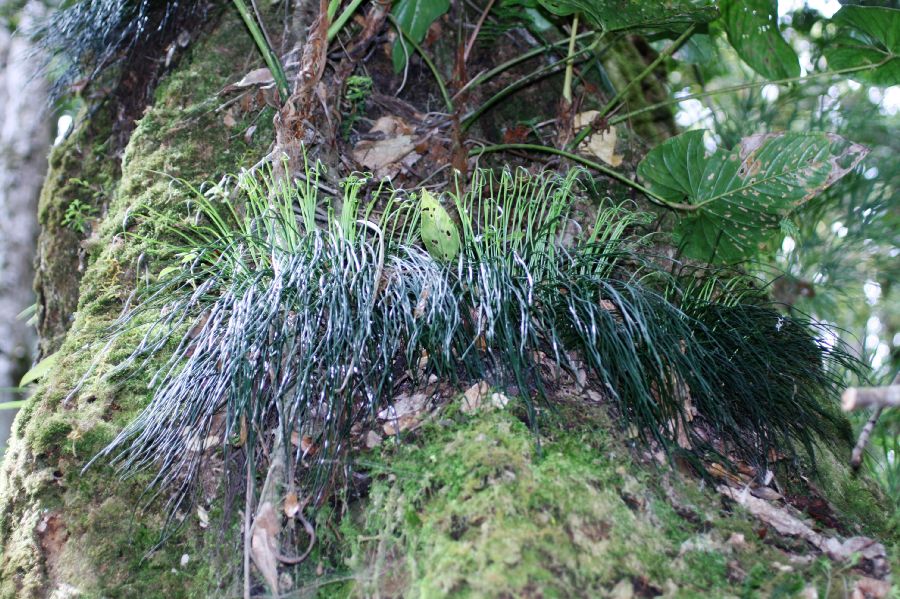 Pteridaceae Vittaria graminifolia