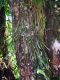 image of Ananthacorus angustifolius