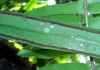 image of Ananthacorus angustifolius