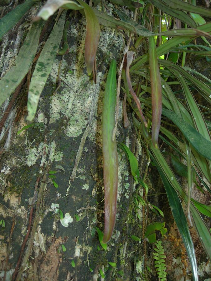  Ananthacorus angustifolius