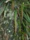 image of Ananthacorus angustifolius