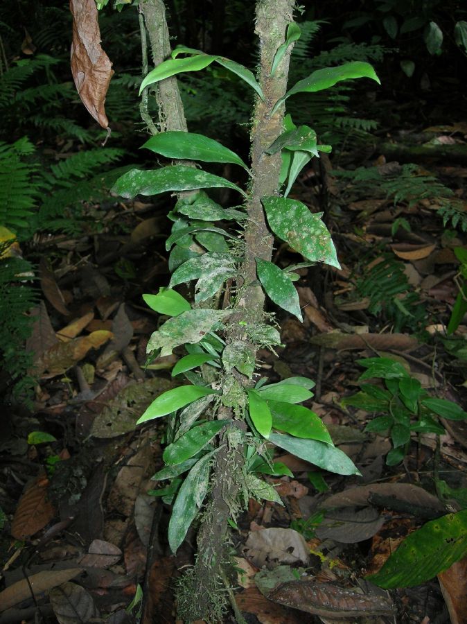 Pteridaceae Anetium citrifolium