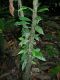 image of Anetium citrifolium