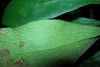 image of Anetium citrifolium