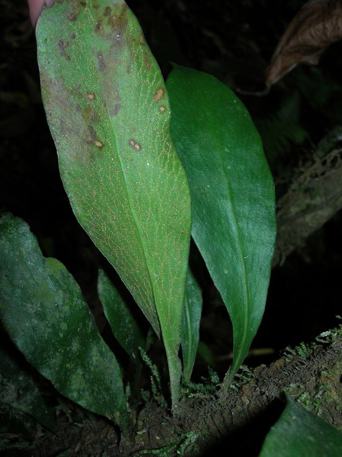 Pteridaceae Anetium citrifolium