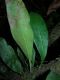 image of Anetium citrifolium