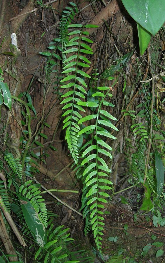 Aspleniaceae Asplenium auritum