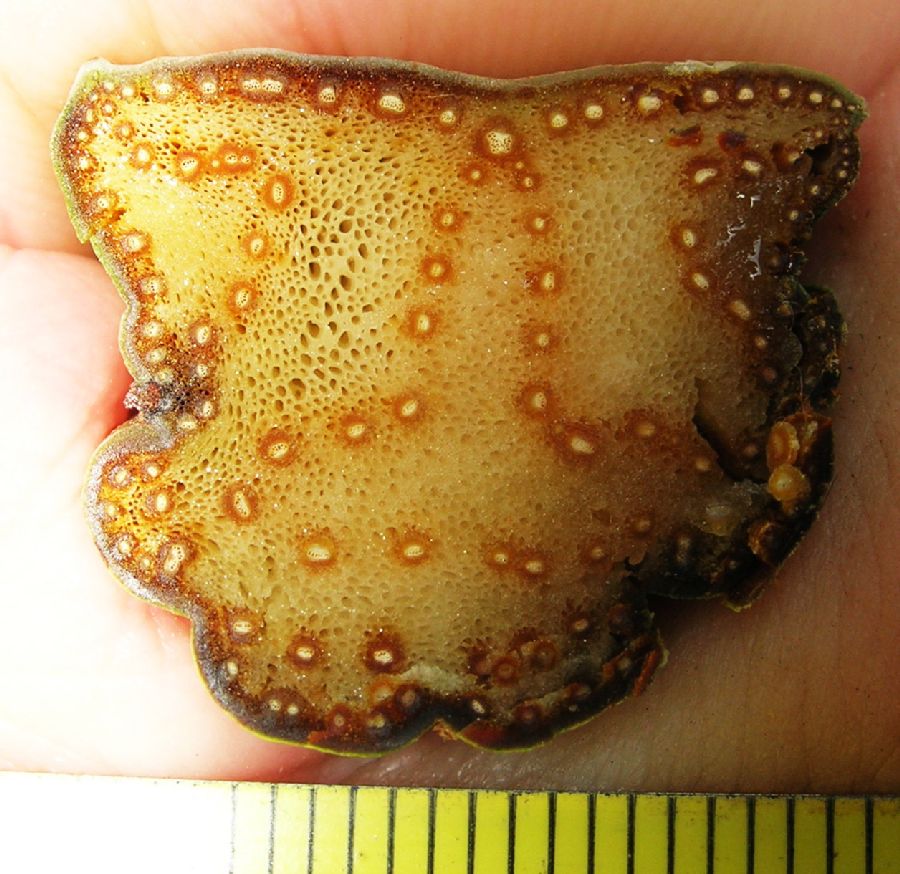 Pteridaceae Acrostichum danaeifolium