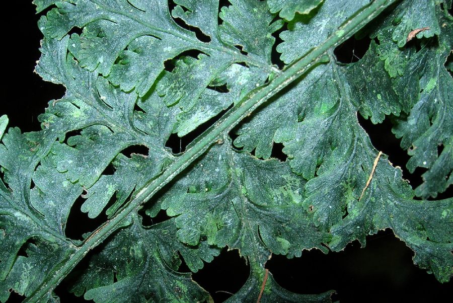 Hymenophyllaceae Vandenboschia collariatum