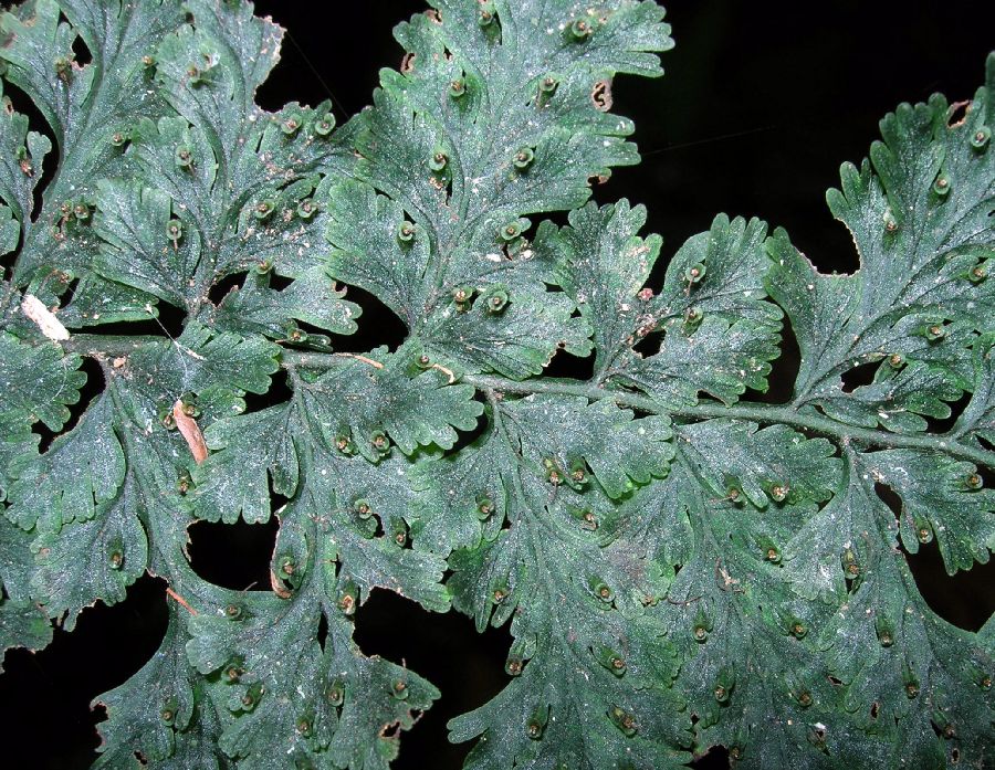 Hymenophyllaceae Vandenboschia collariatum