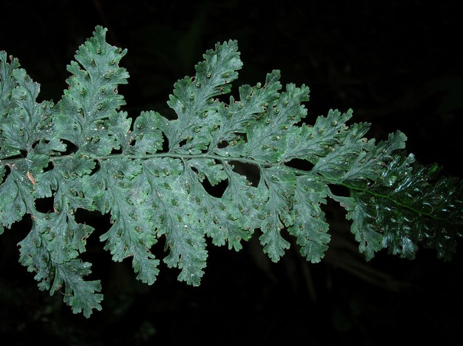 Hymenophyllaceae Vandenboschia collariatum