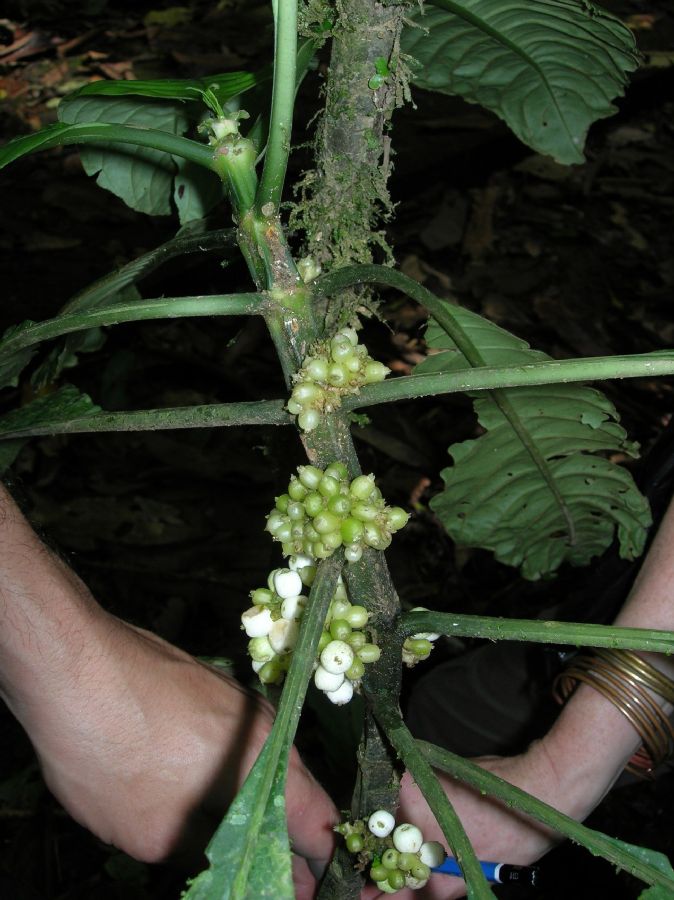 Rubiaceae Notopleura 