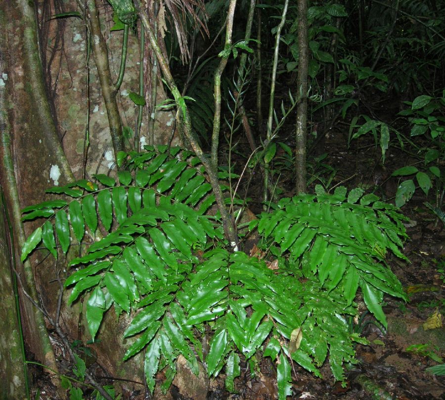 Lomariopsidaceae Lomariopsis japurensis