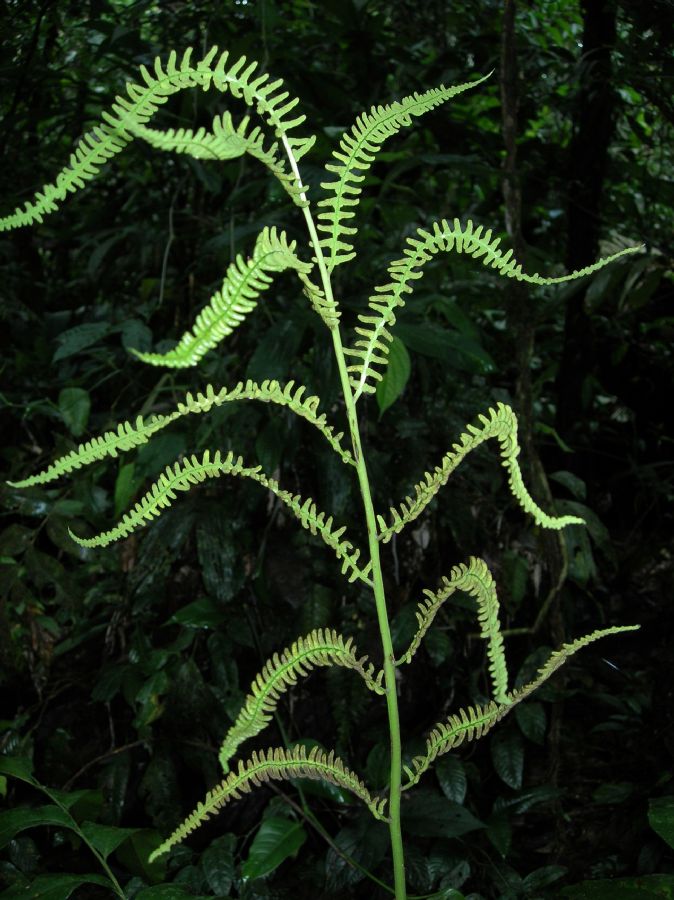 Dryopteridaceae Olfersia cervina