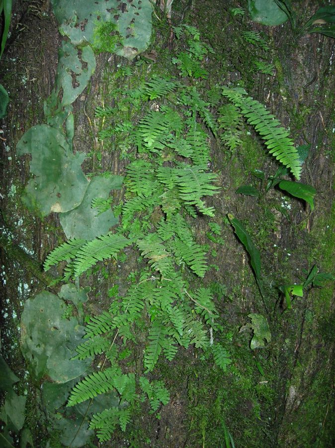 Polypodiaceae Pecluma hygrometrica